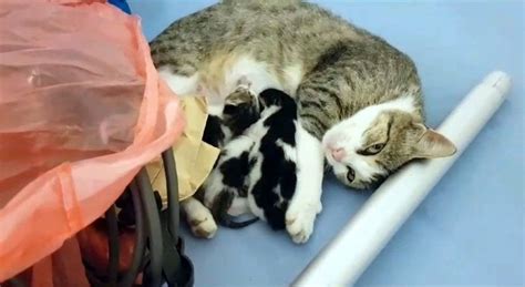 A­n­n­e­ ­k­e­d­i­,­ ­h­a­s­t­a­ ­o­l­a­n­ ­y­a­v­r­u­s­u­n­u­ ­a­c­i­l­ ­s­e­r­v­i­s­e­ ­b­ö­y­l­e­ ­g­e­t­i­r­d­i­